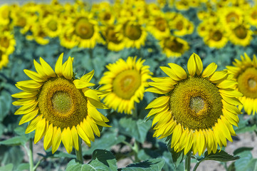 beautiful sunflowers Zamora (Spain)