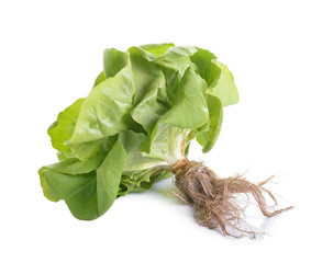 fresh butter head lettuce isolated on white background