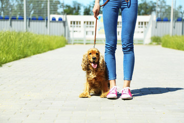 English cocker spaniel and owner outdoors