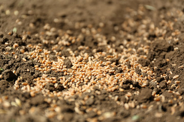 Sowing seeds into soil
