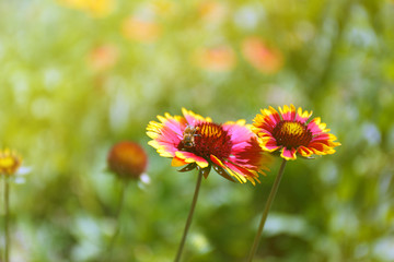 Gaillardia (Blanket Flower) in bloom, outdoors