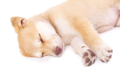 Little cute Golden Retriever puppy, isolated on white