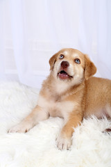 Little cute Golden Retriever puppy on white carpet