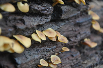 Mushrooms on the log