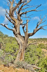 Fototapeta na wymiar Juniper-Baum in Arizona