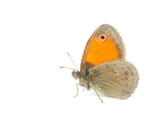 Obraz premium butterfly