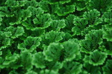 The green garden tree