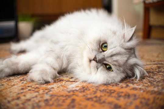 white persian cat close-up on floor