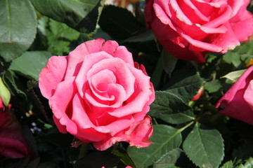 Fototapeta premium Rosa Rosenblüten