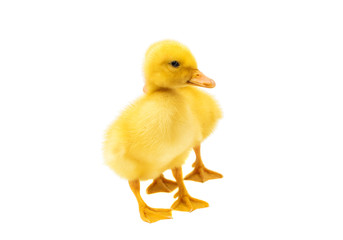 little duckling isolated