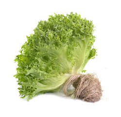 oak leaf lettuce isolate on white