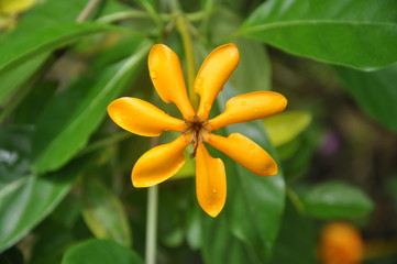 Fototapeta premium A yellow flower