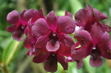 Orchid