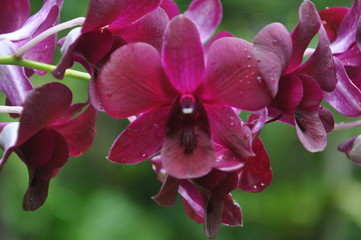 Orchid