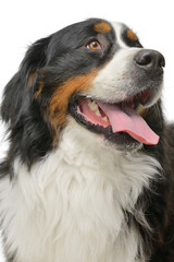 Bernese Mountain dog