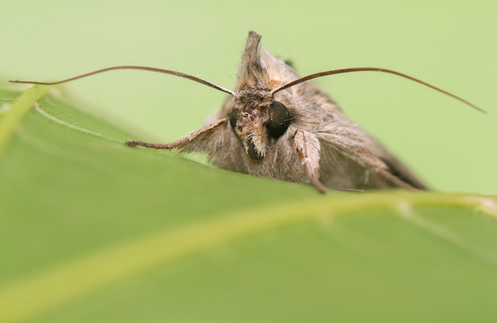 night butterfly - Cucullia umbratica