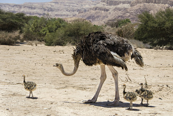 Female of African ostrich and young chicks