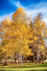 Beautiful autumn landscape - white birch trunks and branches