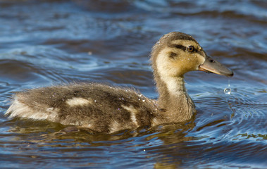 Duckling