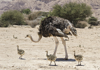 Female of African ostrich and young chicks