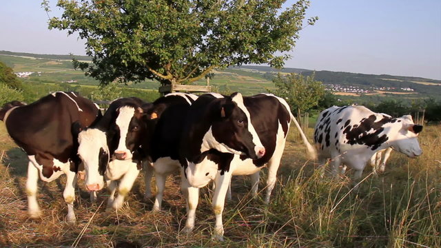 Cows on the field in Luxembourg pose for camera.