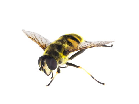 insecte en vol