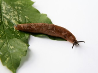 brown snail Avion rufus on green leaf