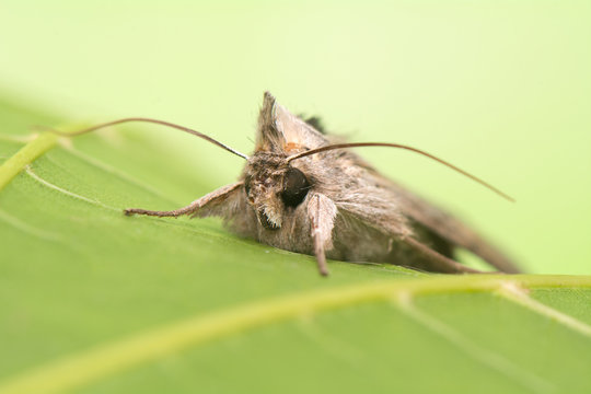 night butterfly - Cucullia umbratica