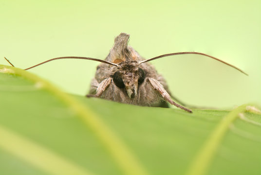 night butterfly - Cucullia umbratica