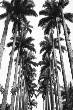 Avenue of Royal Palms Botanic Garden