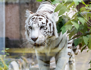 White Bengal tiger on a walk