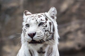 White Bengal tiger close look