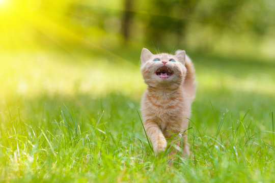 Little meowing kitten walking on the grass
