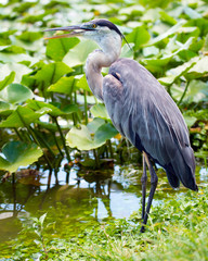 Portrait of great blue heron, Ardea herodias
