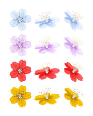 Fototapeta na wymiar Flowers in different positions isolated on white