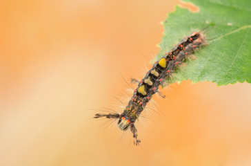 Caterpillar - Orgyia antiqua