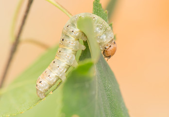 Caterpillar - Achlya flavicornis