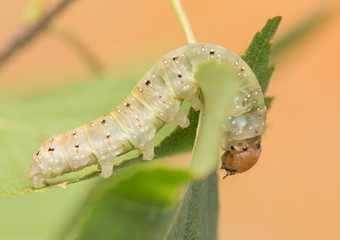 Caterpillar - Achlya flavicornis