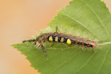 Caterpillar - Orgyia antiqua