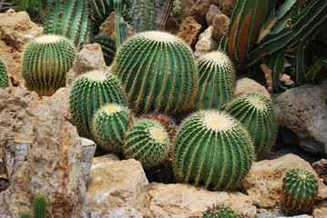 Cactus balls