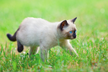 Naklejka na ściany i meble Siamese kitten walking on the grass
