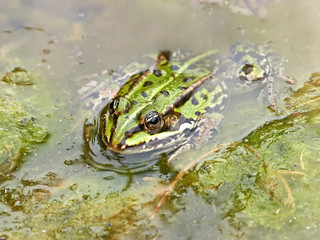 Edible frog (Pelophylax kl. esculentus)