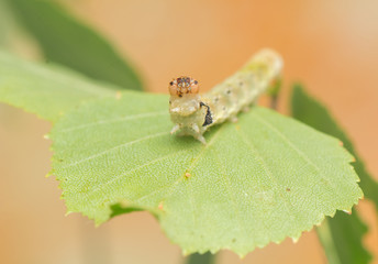 Caterpillar - Achlya flavicornis