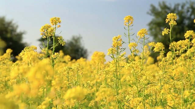 Background of blooming rapeseed field
