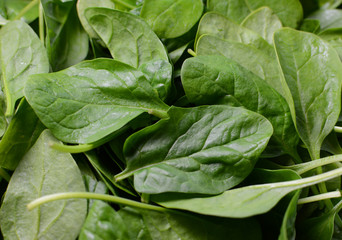 Freshly washed green spinach leaves