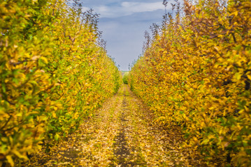 row of yellow trees