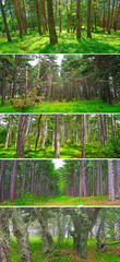 Set of deep forest landscapes