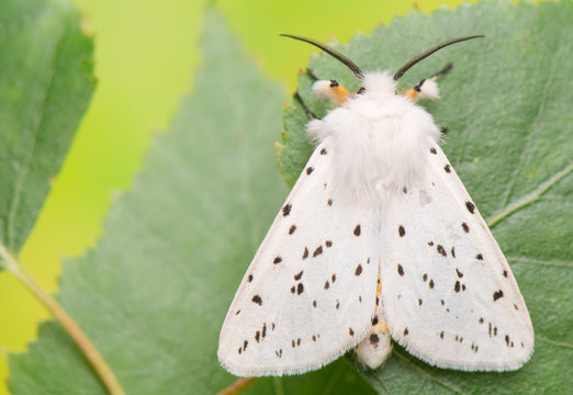 night butterfly - Spilosoma lubricipeda