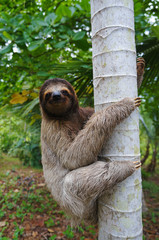 A three-toed sloth climbing on a tree