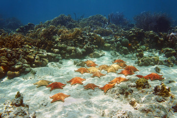 Fototapeta na wymiar Many starfish underwater in a coral reef